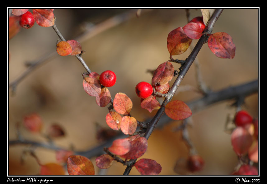 Arboretum_podzim_016.jpg