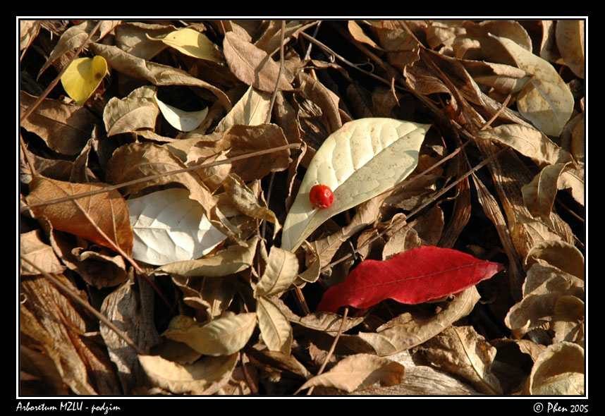 Arboretum_podzim_035.jpg