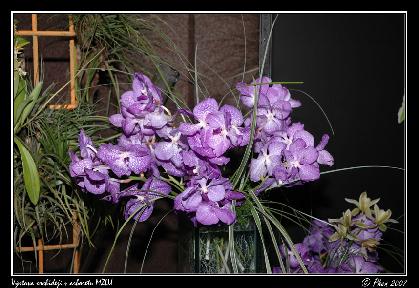 Orchideje_001.jpg