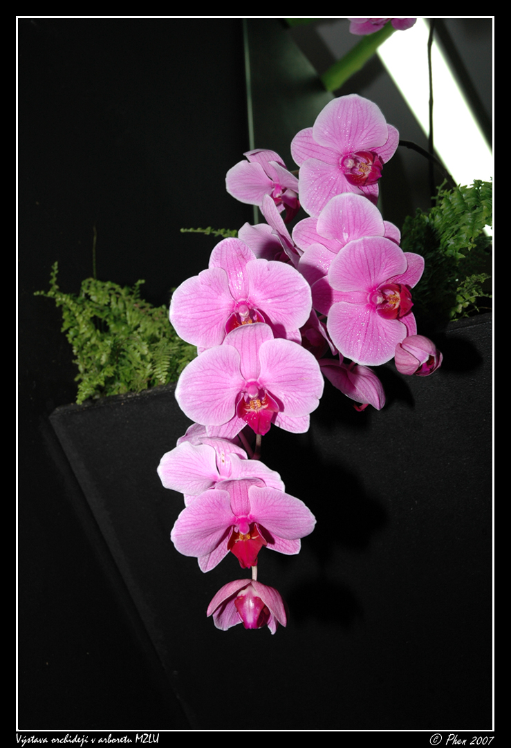 Orchideje_004.jpg