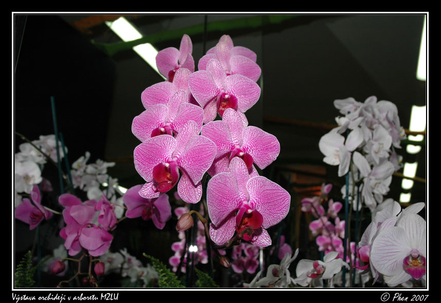Orchideje_005.jpg