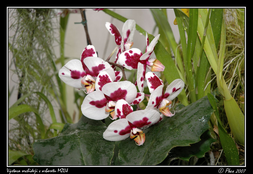 Orchideje_021.jpg