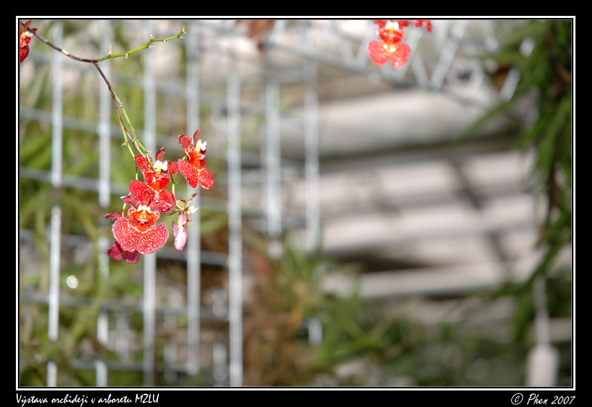 Orchideje_025.jpg