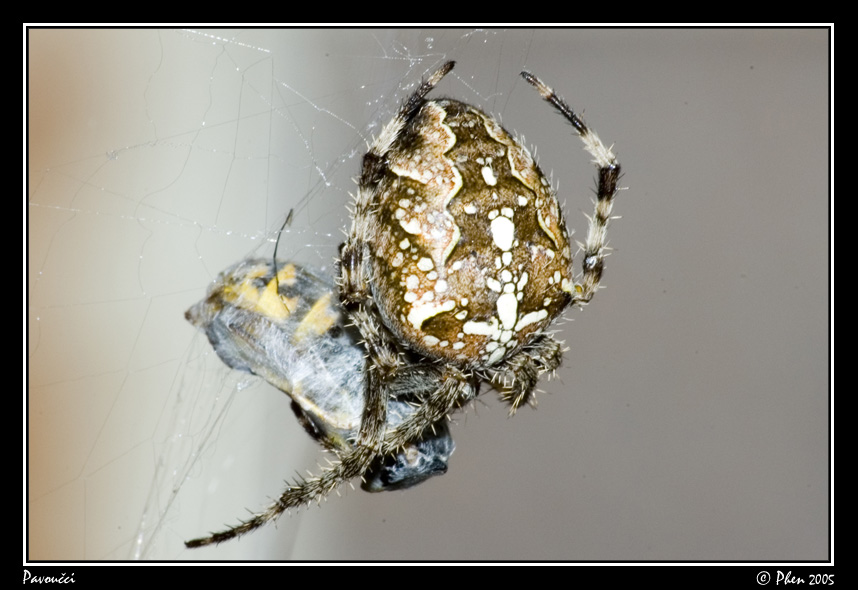 Pavoucci_003.jpg