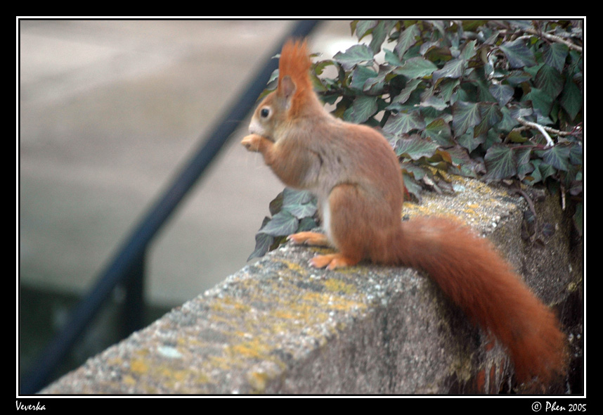 Veverka_005.jpg
