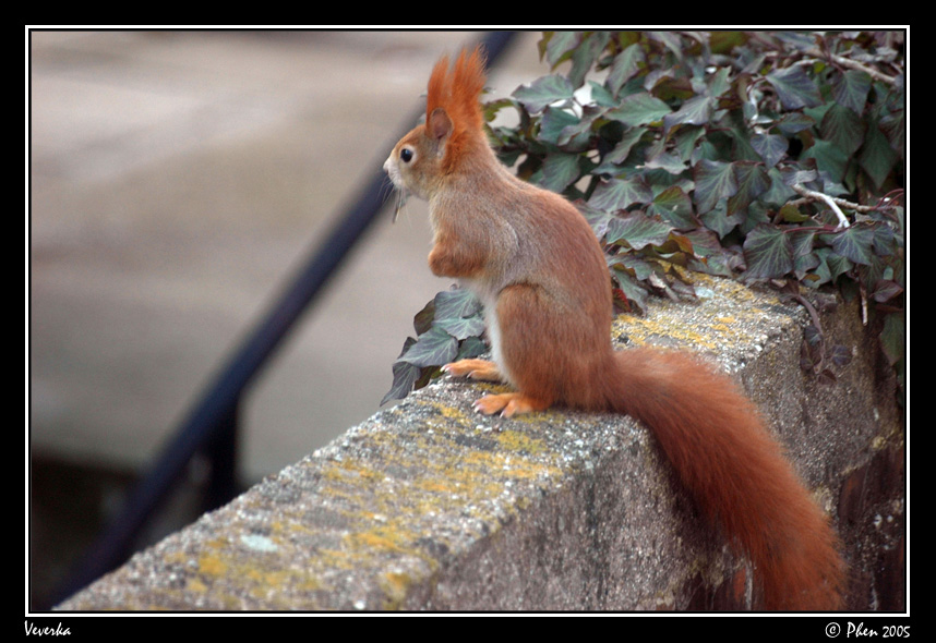 Veverka_007.jpg