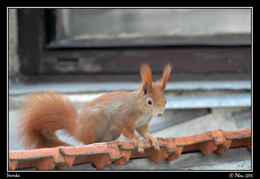 Veverka_010.jpg