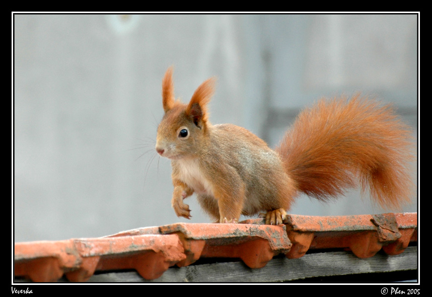 Veverka_011.jpg