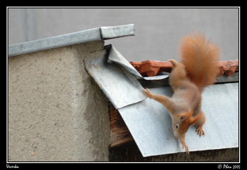 Veverka_012.jpg