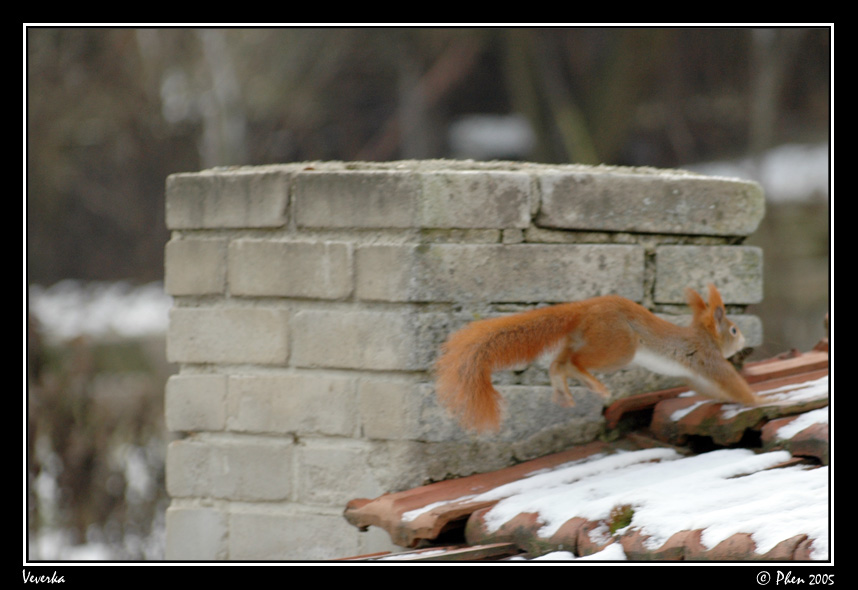Veverka_014.jpg