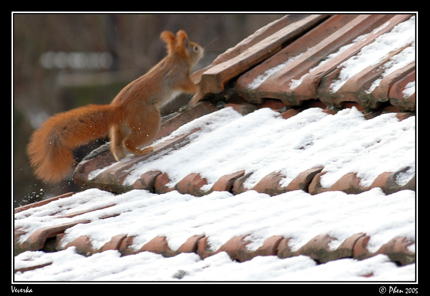 Veverka_015.jpg