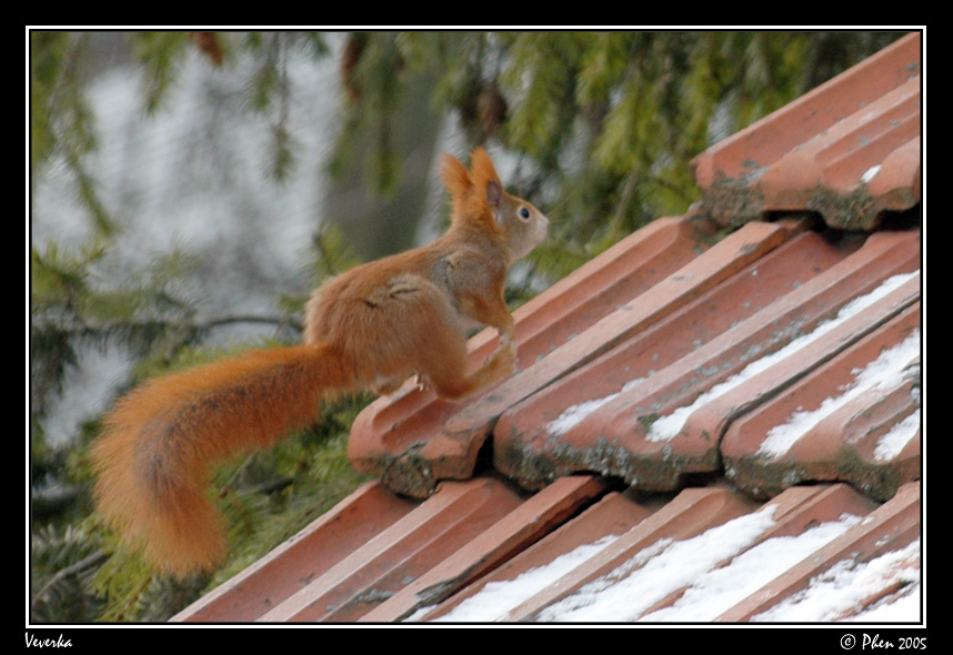 Veverka_017.jpg