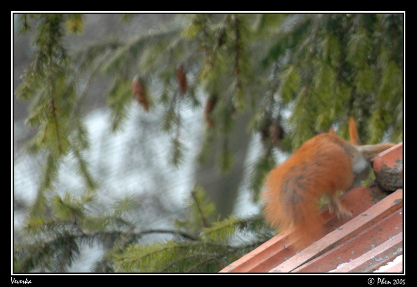 Veverka_020.jpg