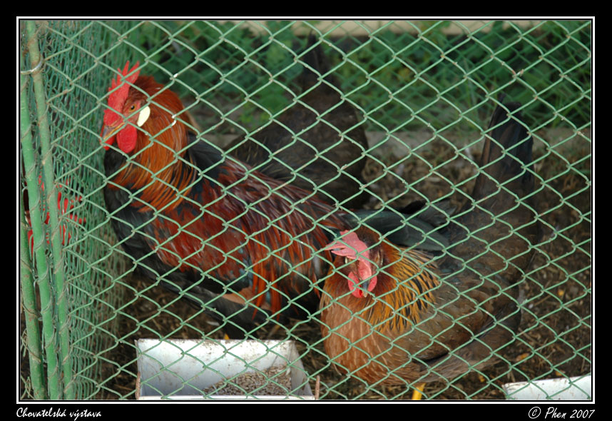 Chovatele_07_006.jpg