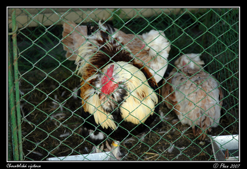 Chovatele_07_009.jpg