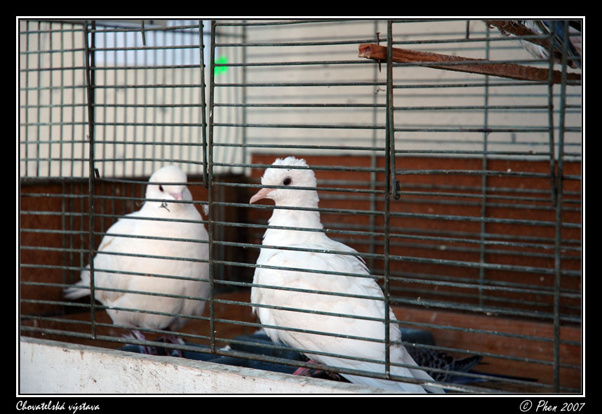 Chovatele_07_016.jpg