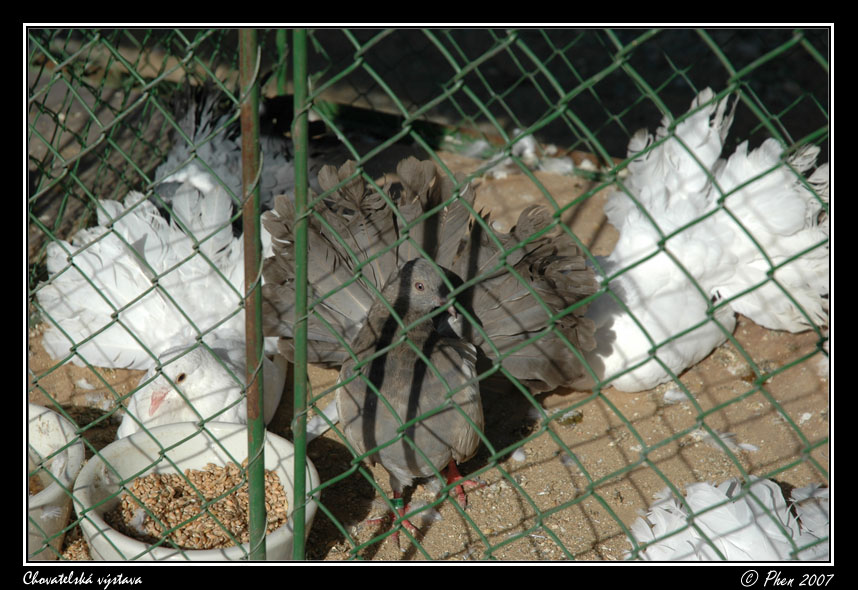 Chovatele_07_053.jpg