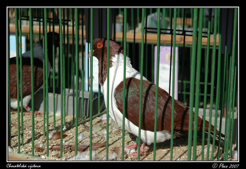 Chovatele_07_057.jpg